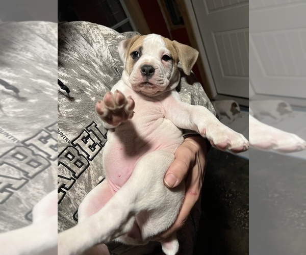 Medium Photo #9 American Bulldog Puppy For Sale in BONAIRE, GA, USA