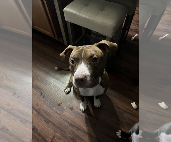 Medium Photo #6 Mutt Puppy For Sale in GILBERTS, IL, USA