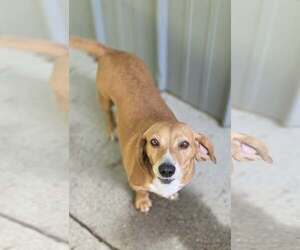 Edith - Female Beagle-Unknown Mix Dog for Adoption - Photo #2