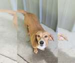 Small #1 Beagle Mix