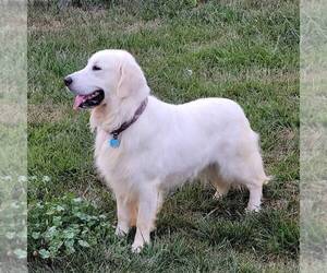 Father of the Golden Retriever puppies born on 12/14/2021