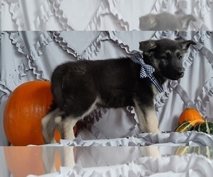 German Shepherd Dog Puppy for sale in LANCASTER, PA, USA