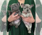 Small Photo #6 French Bulldog Puppy For Sale in GRESHAM, OR, USA