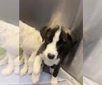 Small Border Collie Mix