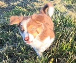 Small #2 Border-Aussie