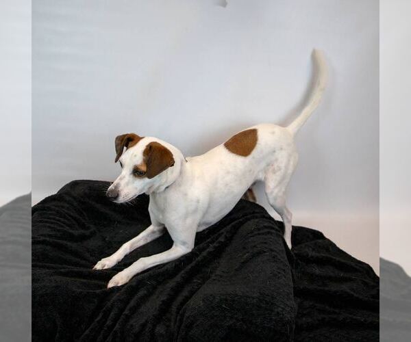 Medium Photo #5 Mutt Puppy For Sale in Kennesaw, GA, USA