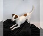 Small #4 Mutt