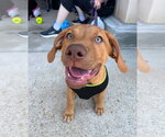 Small #1 Doberman Pinscher-Labrador Retriever Mix