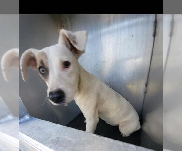 Medium Photo #1 Mutt Puppy For Sale in San Antonio, TX, USA