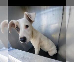 Mutt Dogs for adoption in San Antonio, TX, USA