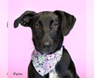 Labrador Retriever-Unknown Mix Dogs for adoption in Hot Springs Village, AR, USA