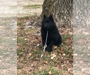 Schipperke Puppy for sale in FORT MADISON, IA, USA
