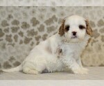 Small #3 Cavapoo