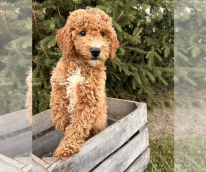 Goldendoodle (Miniature) Puppy for sale in MIDDLEBURY, IN, USA