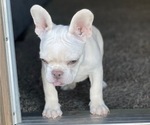 Small #3 French Bulldog