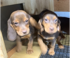 Beagle Puppy for sale in CAMP BELL HALL, NY, USA