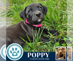 Small #1 Labrador Retriever Mix
