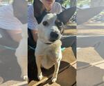 Small #1 Jack Russell Terrier Mix