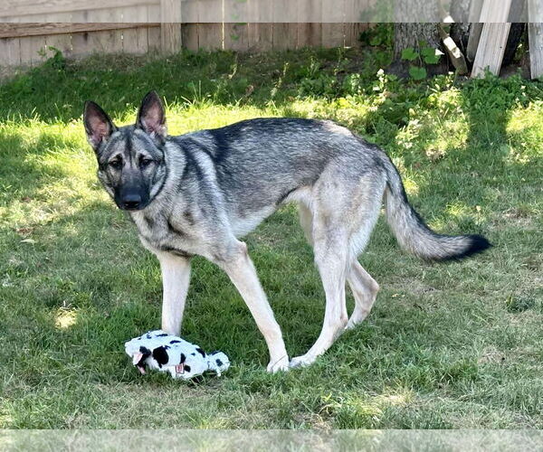 Medium Photo #1  Puppy For Sale in , 