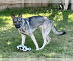 Small German Shepherd Dog