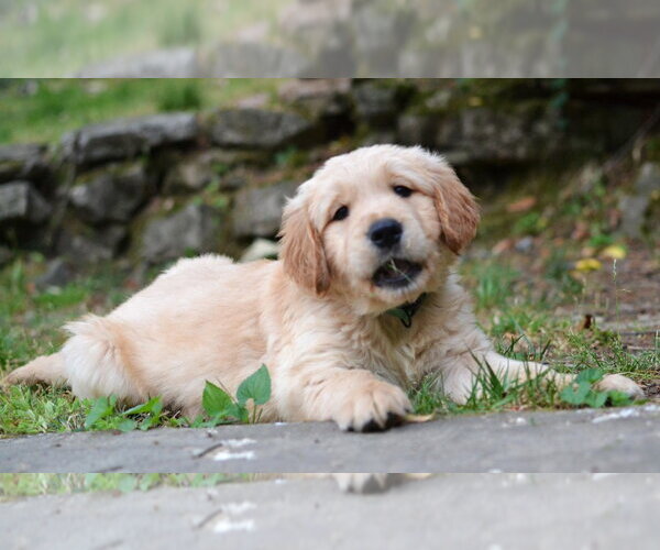 Medium Photo #2 Golden Retriever Puppy For Sale in Enfield, CT, USA