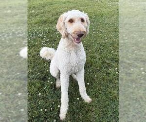 Goldendoodle Dogs for adoption in Lee's Summit, MO, USA