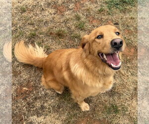 Golden Retriever Dogs for adoption in Mount Airy, NC, USA