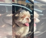 Small Photo #1 Shih Tzu Puppy For Sale in HOUSTON, TX, USA