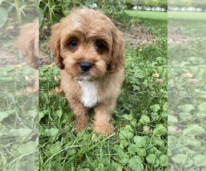 Cavalier King Charles Spaniel-Poodle (Toy) Mix Puppy for sale in RICHMOND, IL, USA