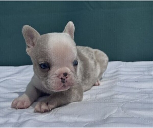 Medium Photo #16 French Bulldog Puppy For Sale in BOCA RATON, FL, USA