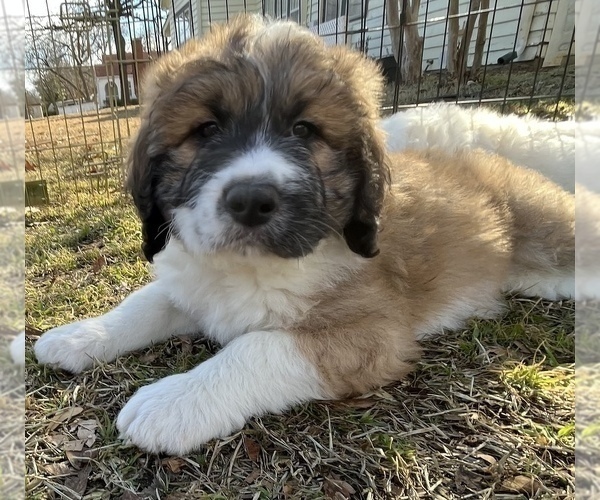 Medium Photo #3 Pyredoodle Puppy For Sale in SHERMAN, TX, USA