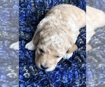 Small Photo #5 Labradoodle Puppy For Sale in MIFFLINBURG, PA, USA