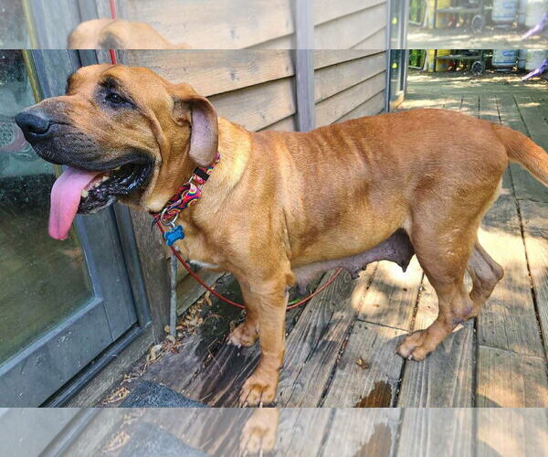 Medium Photo #3 Bloodhound-Unknown Mix Puppy For Sale in Plainfield, IL, USA