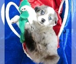 Small Photo #8 Miniature Australian Shepherd Puppy For Sale in HARTVILLE, MO, USA