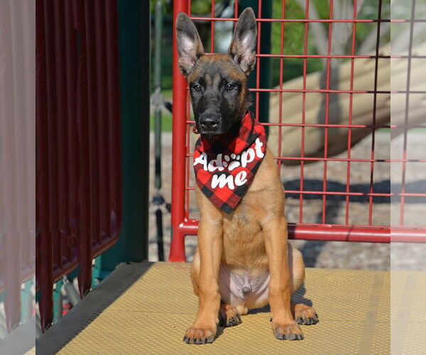 Medium Photo #12 Mutt Puppy For Sale in Gretna, NE, USA