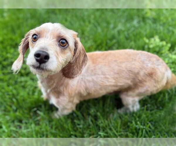 Medium Photo #3 Dachshund-Unknown Mix Puppy For Sale in Arlington, VA, USA