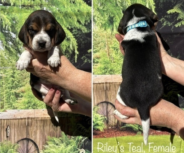 Medium Photo #17 Beagle Puppy For Sale in BROWNSVILLE, OR, USA
