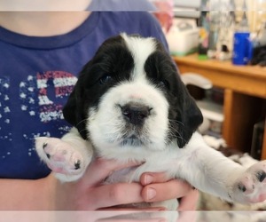 English Springer Spaniel Puppy for sale in BARABOO, WI, USA