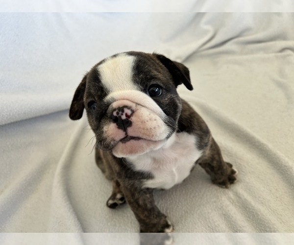 Full screen Photo #4 Bulldog Puppy For Sale in MIDDLETOWN, DE, USA
