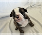 Small Photo #4 Bulldog Puppy For Sale in MIDDLETOWN, DE, USA