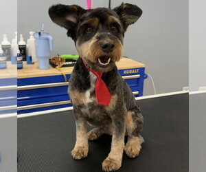 Aussiedoodle Miniature  Dogs for adoption in Spring Lake, NC, USA