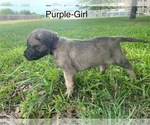 Puppy Purple collar Mastiff
