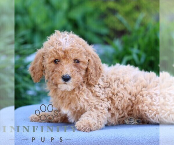 Medium Photo #4 Poodle (Miniature) Puppy For Sale in LITITZ, PA, USA