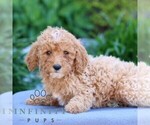 Small #3 Poodle (Miniature)