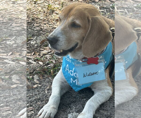 Medium Photo #9 Beagle Puppy For Sale in Tampa, FL, USA