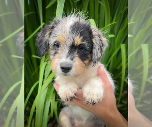 Shorgi Puppy for sale in FAIRBANK, IA, USA