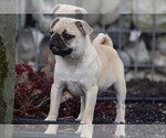Small Photo #11 Pug Puppy For Sale in HARTLY, DE, USA
