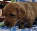 Small #5 Labrador Retriever