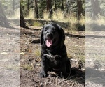Small Photo #1 Bernese Mountain Dog-Labradoodle Mix Puppy For Sale in COLORADO SPRINGS, CO, USA