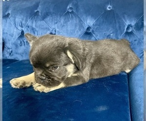 French Bulldog Puppy for sale in SAN FRANCISCO, CA, USA